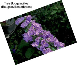 Tree Bougainvillea (Bougainvillea arborea)