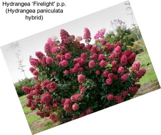 Hydrangea ‘Firelight\' p.p. (Hydrangea paniculata hybrid)
