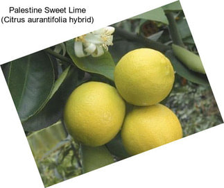 Palestine Sweet Lime (Citrus aurantifolia hybrid)