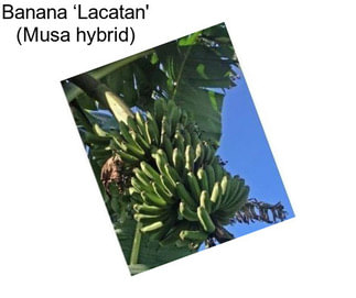 Banana ‘Lacatan\' (Musa hybrid)