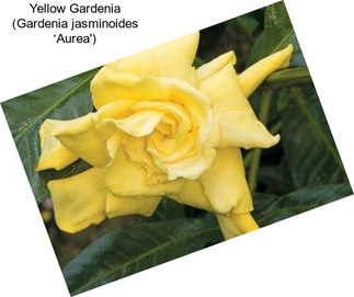 Yellow Gardenia (Gardenia jasminoides ‘Aurea\')