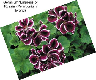 Geranium ‘Empress of Russia\' (Pelargonium hybrid)