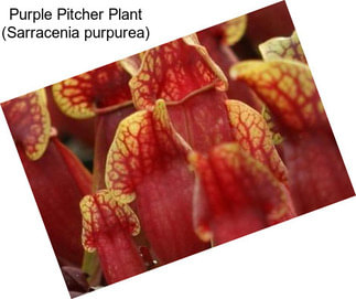 Purple Pitcher Plant (Sarracenia purpurea)