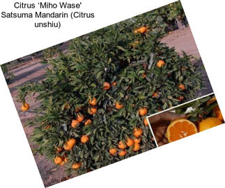 Citrus ‘Miho Wase\' Satsuma Mandarin (Citrus unshiu)