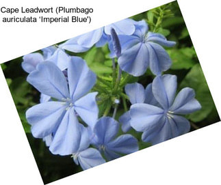 Cape Leadwort (Plumbago auriculata ‘Imperial Blue\')