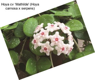 Hoya cv ‘Mathilde\' (Hoya carnosa x serpens)