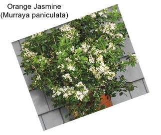 Orange Jasmine (Murraya paniculata)