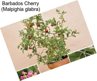 Barbados Cherry (Malpighia glabra)