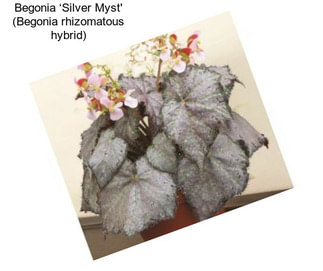 Begonia ‘Silver Myst\' (Begonia rhizomatous hybrid)