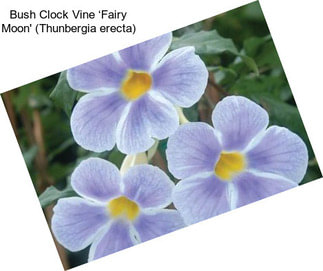 Bush Clock Vine ‘Fairy Moon\' (Thunbergia erecta)
