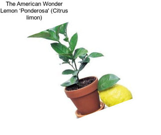 The American Wonder Lemon ‘Ponderosa\' (Citrus limon)
