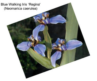 Blue Walking Iris ‘Regina\' (Neomarica caerulea)