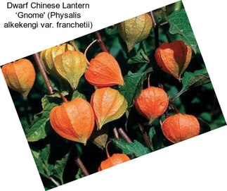 Dwarf Chinese Lantern ‘Gnome\' (Physalis alkekengi var. franchetii)