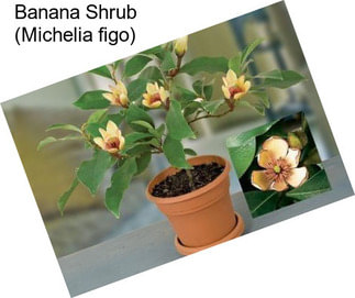 Banana Shrub (Michelia figo)