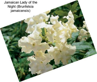 Jamaican Lady of the Night (Brunfelsia jamaicensis)
