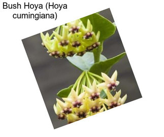 Bush Hoya (Hoya cumingiana)