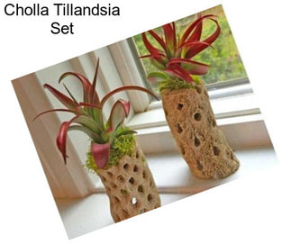 Cholla Tillandsia Set