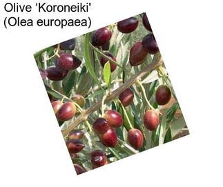 Olive ‘Koroneiki\' (Olea europaea)