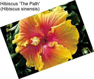 Hibiscus ‘The Path\' (Hibiscus sinensis)