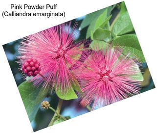 Pink Powder Puff (Calliandra emarginata)