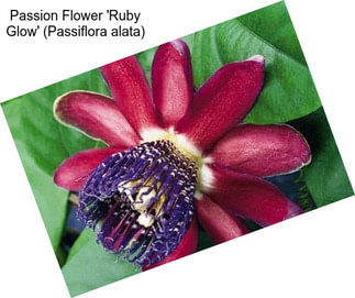 Passion Flower \'Ruby Glow\' (Passiflora alata)