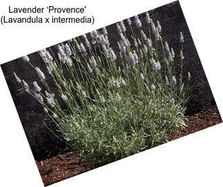Lavender ‘Provence\' (Lavandula x intermedia)
