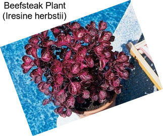 Beefsteak Plant (Iresine herbstii)