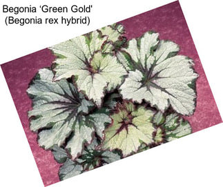 Begonia ‘Green Gold\' (Begonia rex hybrid)