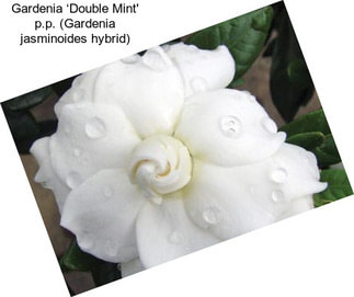 Gardenia ‘Double Mint\' p.p. (Gardenia jasminoides hybrid)