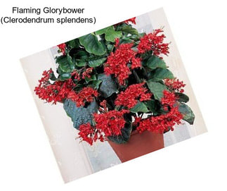 Flaming Glorybower (Clerodendrum splendens)