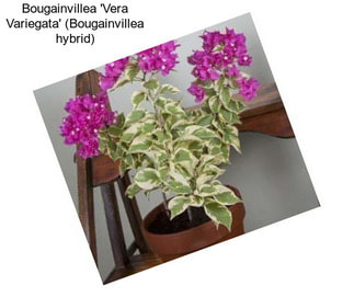 Bougainvillea \'Vera Variegata\' (Bougainvillea hybrid)