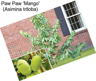 Paw Paw \'Mango\' (Asimina triloba)