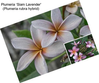 Plumeria ‘Siam Lavender\' (Plumeria rubra hybrid)