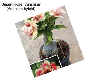 Desert Rose ‘Sunshine\' (Adenium hybrid)