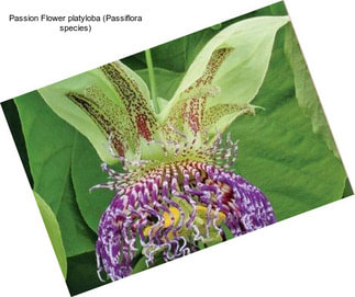 Passion Flower platyloba (Passiflora species)