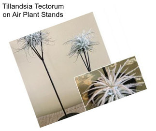 Tillandsia Tectorum on Air Plant Stands