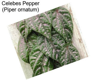 Celebes Pepper (Piper ornatum)