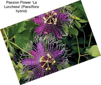 Passion Flower ‘La Lucchese\' (Passiflora hybrid)