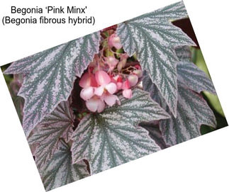 Begonia ‘Pink Minx\' (Begonia fibrous hybrid)