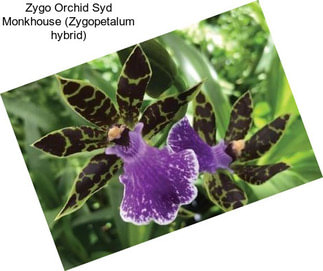 Zygo Orchid Syd Monkhouse (Zygopetalum hybrid)