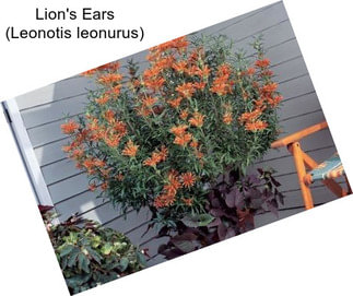 Lion\'s Ears (Leonotis leonurus)