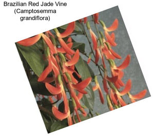 Brazilian Red Jade Vine (Camptosemma grandiflora)