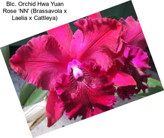 Blc. Orchid Hwa Yuan Rose ‘NN\' (Brassavola x Laelia x Cattleya)