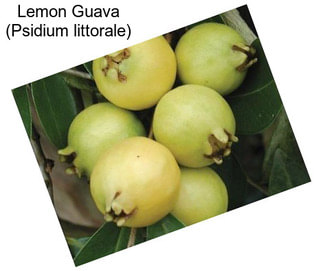 Lemon Guava (Psidium littorale)