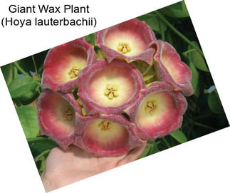 Giant Wax Plant (Hoya lauterbachii)