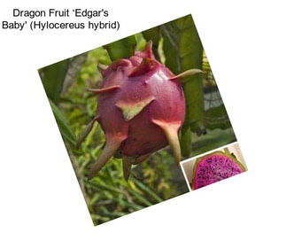 Dragon Fruit ‘Edgar\'s Baby\' (Hylocereus hybrid)