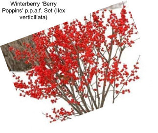 Winterberry ‘Berry Poppins\' p.p.a.f. Set (Ilex verticillata)