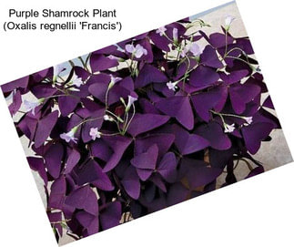 Purple Shamrock Plant (Oxalis regnellii \'Francis\')