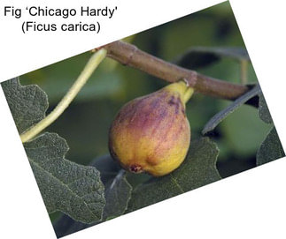 Fig ‘Chicago Hardy\' (Ficus carica)