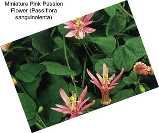 Miniature Pink Passion Flower (Passiflora sanguinolenta)